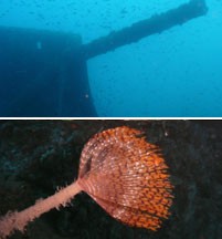 Bolzanetto ( cargo armato )