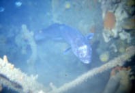 A 4 miglia dalla costa di Jesolo 